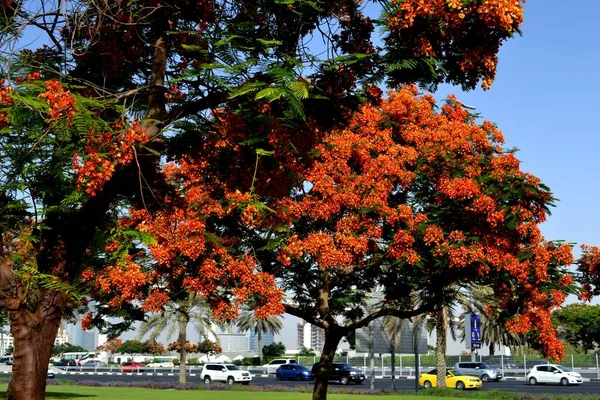 Bel Arbre Flamboyant Dubaï Émirats Arabes Unis — Photo