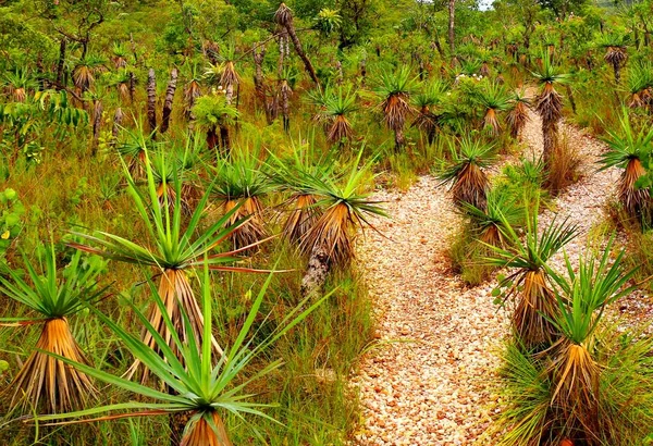 Prachtige Groene Tropische Plant Chapada Dos Veadeiros Brazilië — Stockfoto