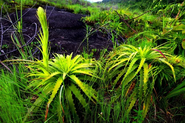 Prachtige Groene Tropische Plant Chapada Dos Veadeiros Brazilië — Stockfoto