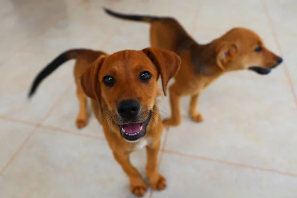 Dois Cachorros Pequenos Bonitos — Fotografia de Stock