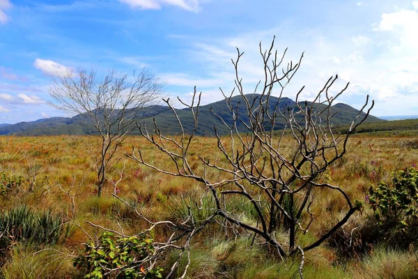 Kuru Çalılı Tarla Chapada Diamantina — Stok fotoğraf