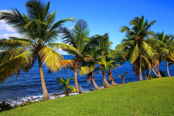 Palm Trees Rodney Bay Saint Lucia — Stock Photo, Image