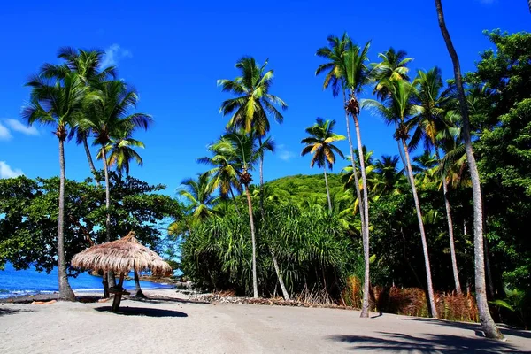 Lush Beach Anse Castanet Soufriere Saint Lucia — Stock Photo, Image