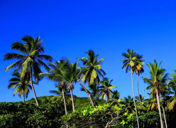 Lush Beach Anse Castanet Soufriere Saint Lucia — Stock Photo, Image