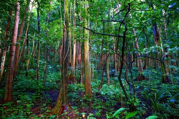 Lush Diamond Botanical Garden Soufriere Saint Lucia Caribbean — Stock Photo, Image