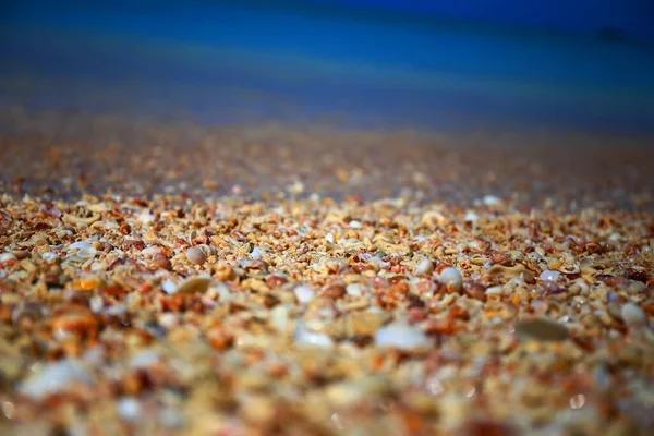 Uma Praia Cheia Pequenas Conchas Antígua — Fotografia de Stock