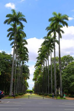 Belo Horizonte 'de ince palmiye ağaçları