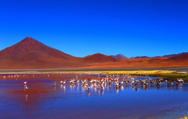 Bolivya çölünde etkileyici Laguna Colorada