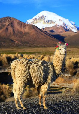 Sajama Ulusal Parkı, Bolivya