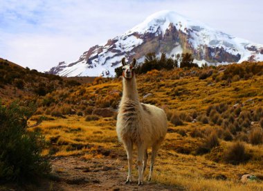 Sajama Ulusal Parkı, Bolivya