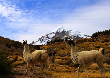 Sajama Ulusal Parkı, Bolivya