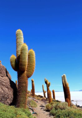 Salar de Uyuni, Bolivya
