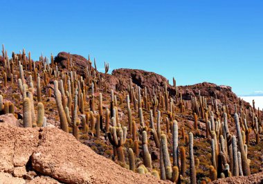 Salar de Uyuni, Bolivya
