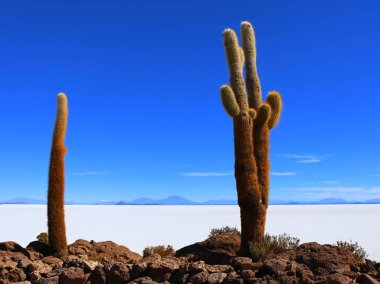 Salar de Uyuni, Bolivya
