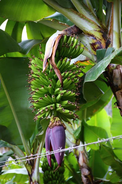 Planta Plátano Verde Isla Santo Antao Cabo Verde — Foto de Stock