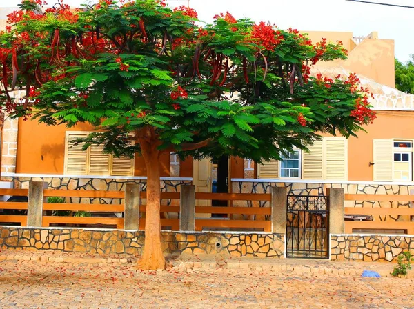 Vila Maio Cape Verde Renkli Şirin Evler — Stok fotoğraf
