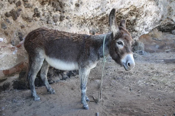 Roztomilý Osel Ostrově Santo Antao Kapverdy — Stock fotografie