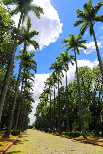 Vysoké Tenké Palmy Belo Horizonte — Stock fotografie