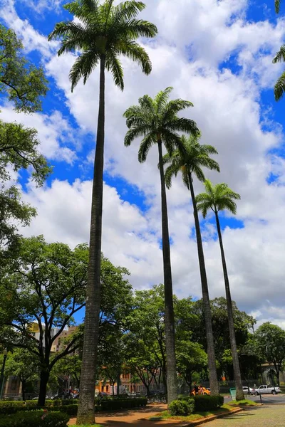 Vysoké Palmy Náměstí Belo Horizonte — Stock fotografie