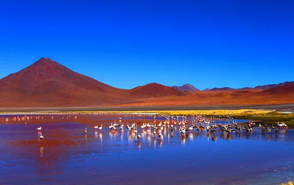 Bolivya çölünde etkileyici Laguna Colorada