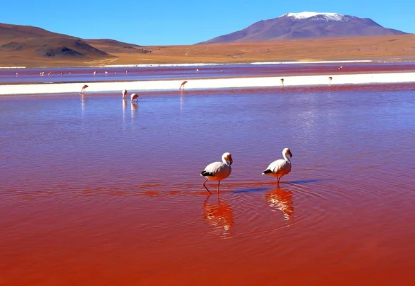 Beeindruckende Laguna Colorada Der Bolivianischen Wüste — Stockfoto