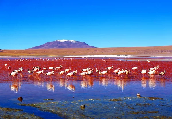 Beeindruckende Laguna Colorada Der Bolivianischen Wüste — Stockfoto