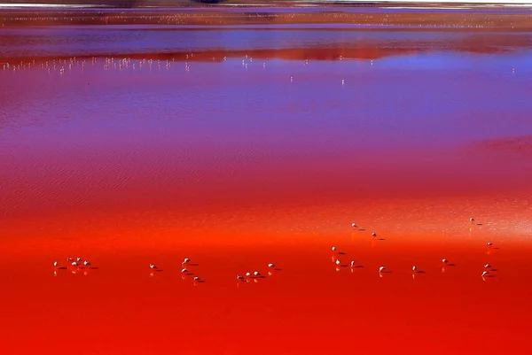 Εντυπωσιακή Laguna Colorada Στη Βολιβιανή Έρημο — Φωτογραφία Αρχείου