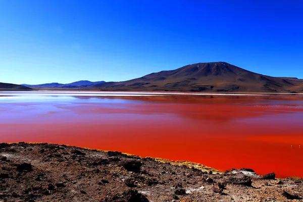 Splendida Laguna Colorada Nel Deserto Boliviano — Foto Stock