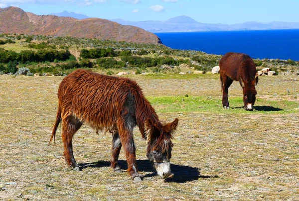 Titicaca Gölü, Isla del Sol, Bolivya manzarası