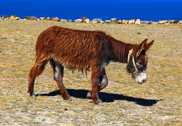 Живописные Виды Озеро Титикака Остров Соль Боливия — стоковое фото