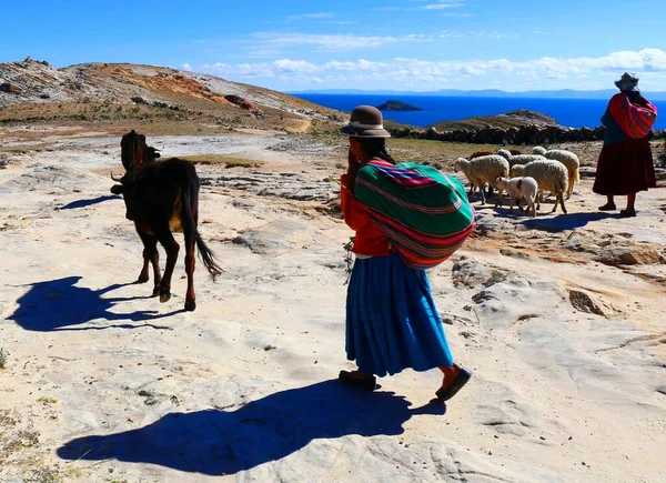 Woman Cows Scenic Views Lake Titicaca Isla Del Sol Bolivia — Stock Photo, Image