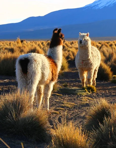 Національний Парк Сахама Болівія — стокове фото