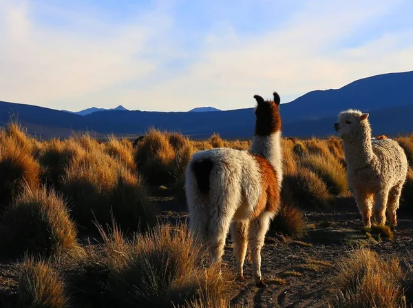 Sajama National Park Bolivia — Stock Photo, Image