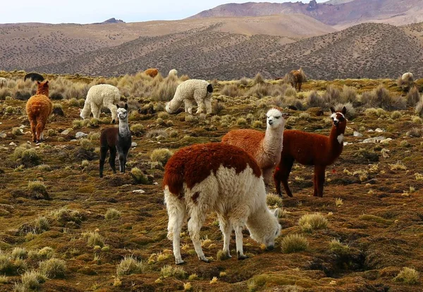 Sajama National Park Bolivia — Stock Photo, Image