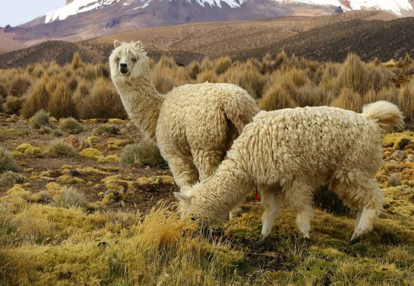 Národní Park Sajama Bolívie — Stock fotografie