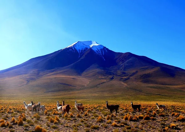 Boliwijska Pustynia Dużej Wysokości Andach Ameryka Południowa — Zdjęcie stockowe
