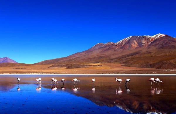 Bolivian desert at high altitude in the Andes, South America