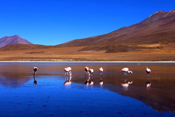 Bolivian desert at high altitude in the Andes, South America