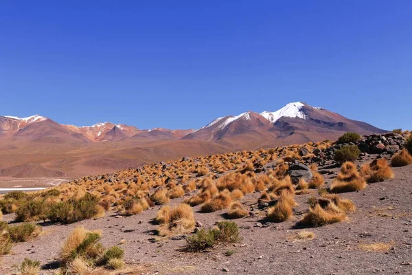 Boliwijska Pustynia Dużej Wysokości Andach Ameryka Południowa — Zdjęcie stockowe