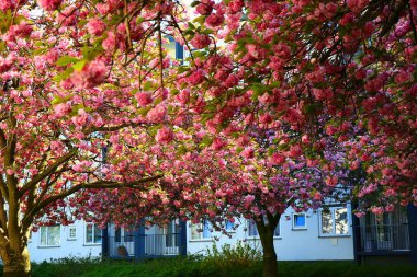 Lahey 'de bahar çiçekleriyle çiçek açan güzel ağaç