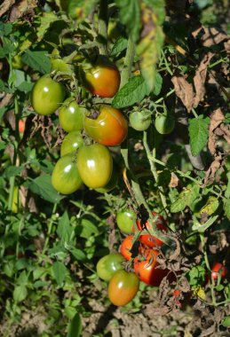 Bahçedeki organik domatesler