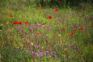 Tarlada kırmızı haşhaş çiçeği