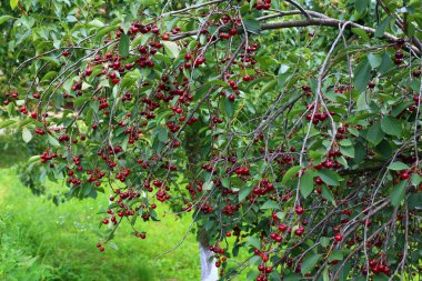 Renkli kırmızı ekşi kiraz meyveleri ağaçta