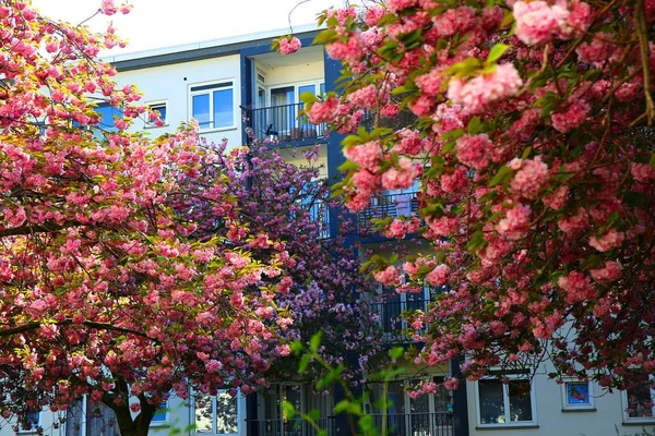 Bela Árvore Florescente Com Flores Primavera Haia — Fotografia de Stock