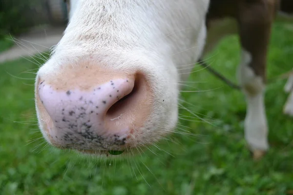 Στόμα Και Μύτη Αγελάδας Κοντά — Φωτογραφία Αρχείου