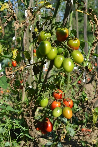 Bahçedeki Organik Domatesler — Stok fotoğraf