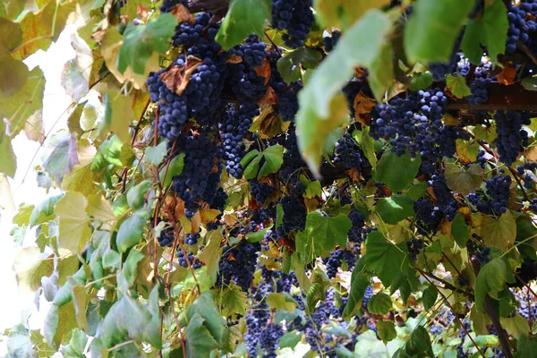 枝头上的蓝色葡萄果 — 图库照片