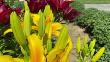 Vadinin güzel zambakları