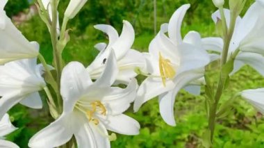 Bahçedeki güzel beyaz zambak çiçekleri