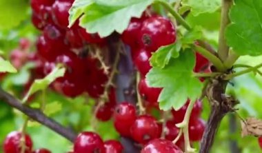 Organic fresh fruits in the garden